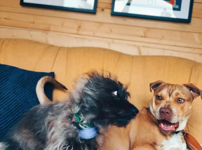 Dziko Hanka Kościelisko