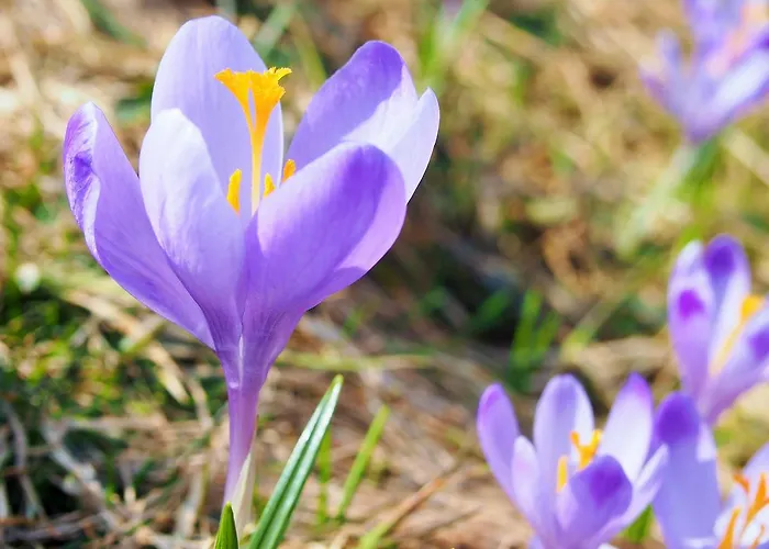 Horská chata Dziko Hanka