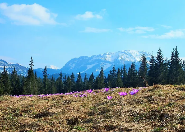 Dziko Hanka شاليه كوشتيليسكا