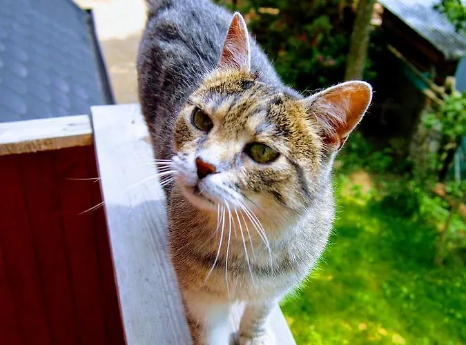 Horská chata Dziko Hanka